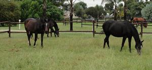 StarlightStables